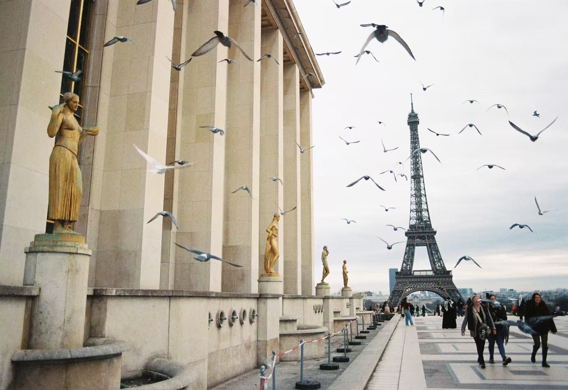 birds in paris